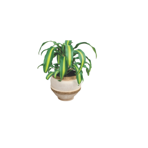 decorative corn plant in cream planter