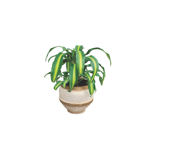 decorative corn plant in cream planter