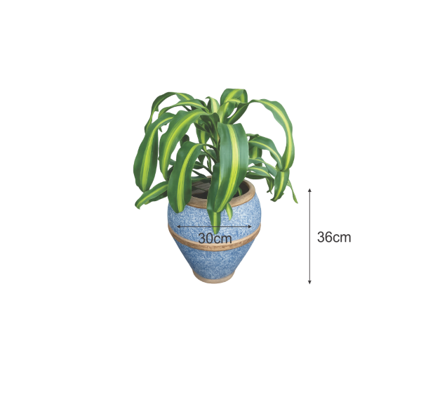 Corn Plant Blue Clay Planter – Indoor Decorative Plant