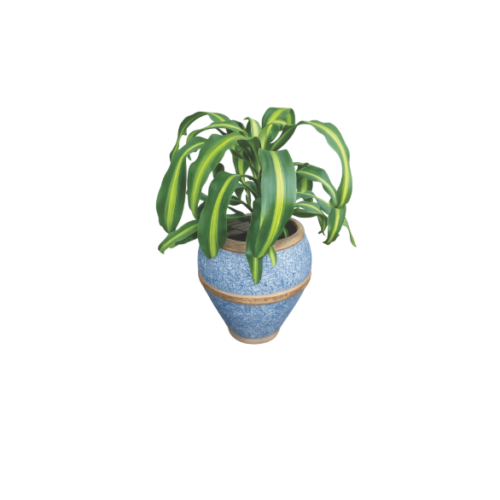corn plant in blue clay planter
