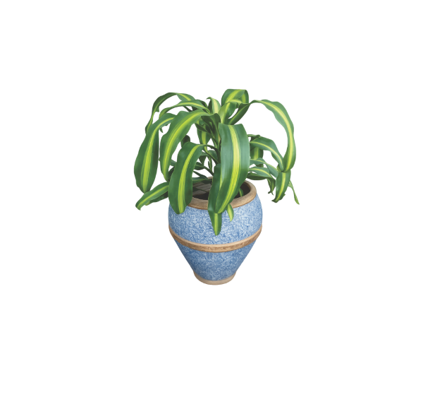 corn plant in blue clay planter