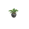 calathea black silver planter