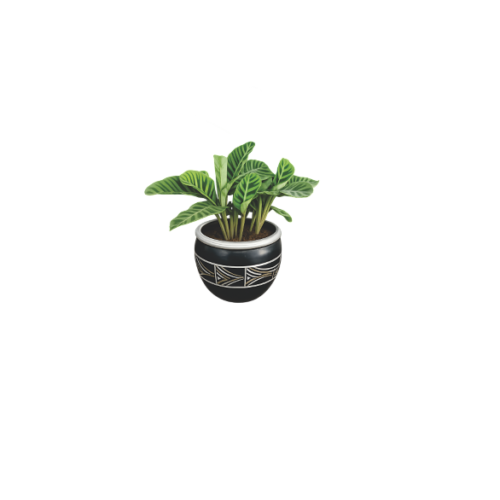 calathea black silver planter