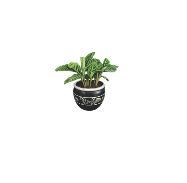 calathea black silver planter