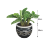 indoor calathea plant Nigeria