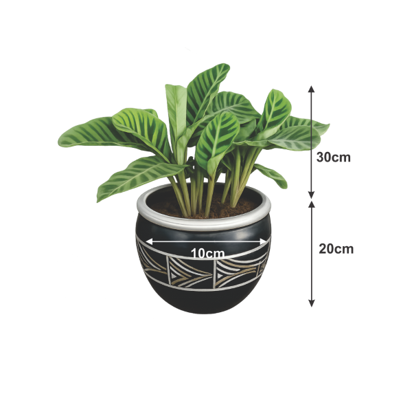 indoor calathea plant Nigeria