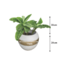 Elegant Calathea in gold-accented burnt clay pot (1) Calathea White Accent Planter - Indoor Decorative Plant