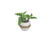 Elegant Calathea in gold-accented burnt clay pot (1a) indoor calathea with white planter