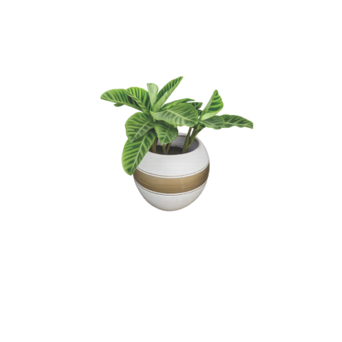 indoor calathea with white planter