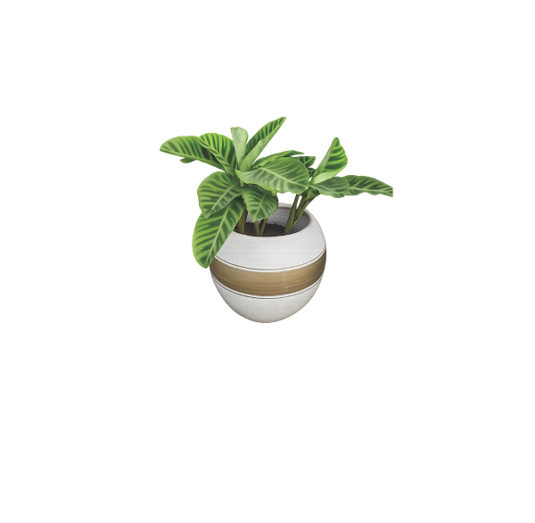 indoor calathea with white planter