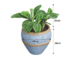 Calathea Blue Planter – Indoor Decorative Plant