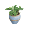Calathea Blue Planter – Indoor Decorative Plant