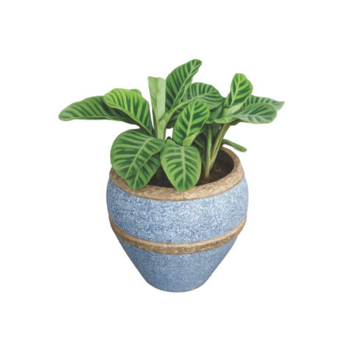 Calathea Blue Planter – Indoor Decorative Plant