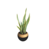 decorative snake plant Nigeria