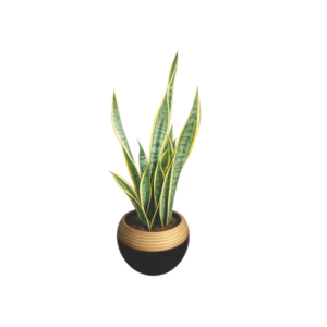 decorative snake plant Nigeria