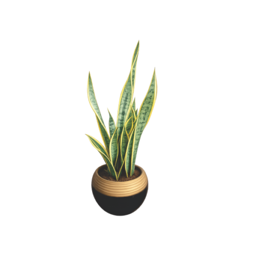 decorative snake plant Nigeria