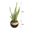 snake plant chic planter indoor