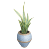 Snake Plant Blue Planter - Indoor Decorative Plant