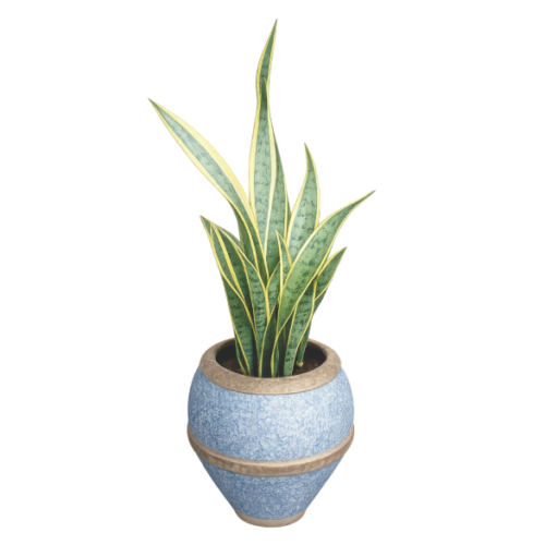 Snake plant in textured blue burnt clay planter(2) Snake Plant Blue Planter - Indoor Decorative Plant
