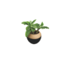 decorative calathea plant Nigeria