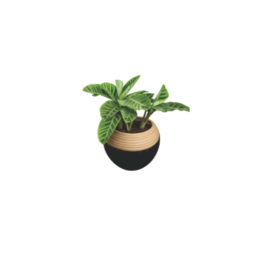 decorative zebra plant Nigeria