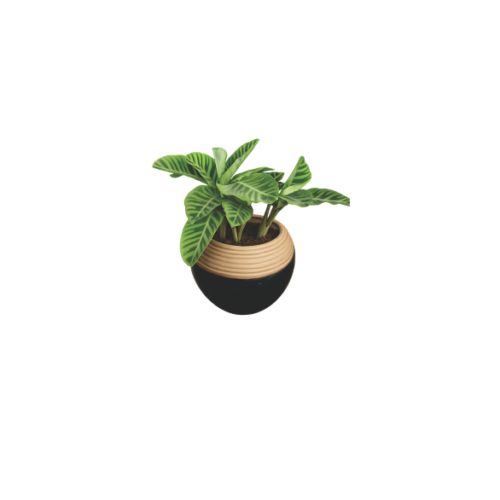 decorative calathea plant Nigeria