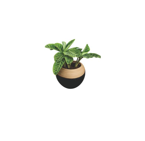 decorative calathea plant Nigeria