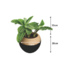 stylish calathea indoor plant set