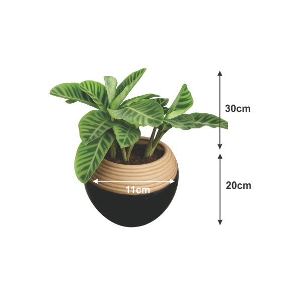 stylish calathea indoor plant set