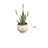snake plant in clay planter