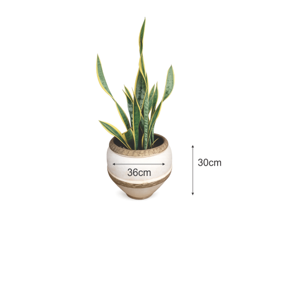 snake plant in clay planter