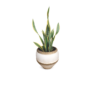 snake plant cream clay planter