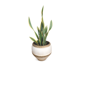 snake plant cream clay planter