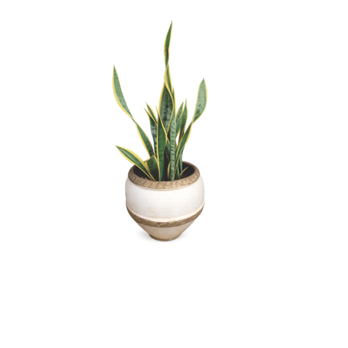 snake plant cream clay planter