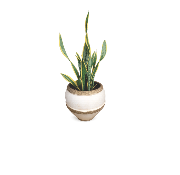snake plant cream clay planter